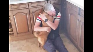 Dog's warm reception when owner returns home from vacation