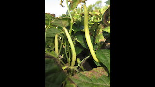 Growing in the Sun Yellow Beans Sept 2021