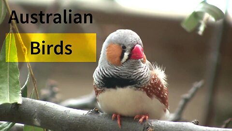 Australian Birds | #australia #wildlife #birds