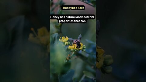 The Secret of Honey: Nature's Time Capsule 🍯🔬 #honeybee #beekeeping