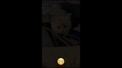 Kitten meowing to attract cat