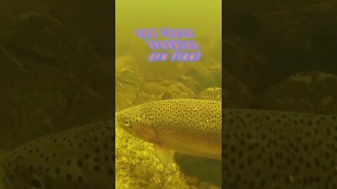 I Recorded a Strange Fish Interaction Underwater #shorts #fishingshorts #fishing #short