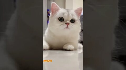 Did she just smile? 😃 #cat #cute #funnyanimals #funnyvideos #tiktok