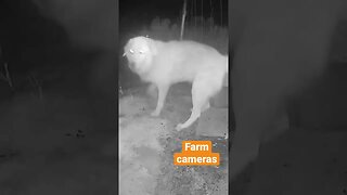 Farm cameras: monitoring animals