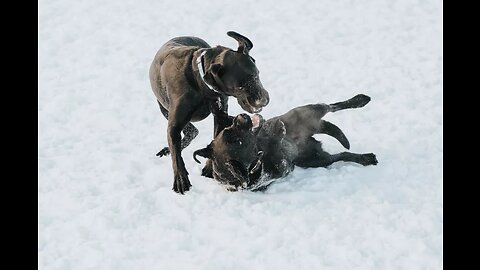 DOG FIGHTING WITH EACH OTHER