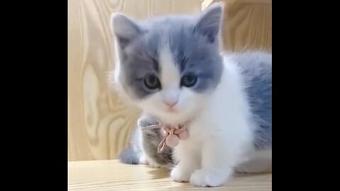 THE SAD CAT ! Best Funny Animal Videos Of The 2021 - Funny Wild And Farm Animals Videos