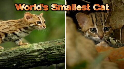 World's Smallest Cat