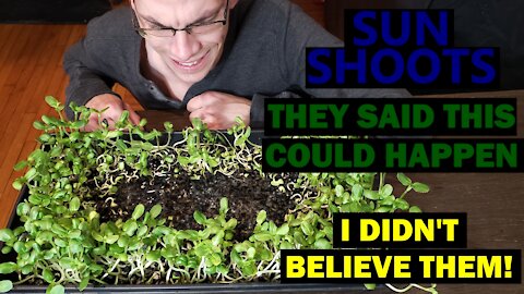 MICROGREEN MISTAKES | Sunflower Shoot Problems with Pressure and Heat | Learn from My Errors