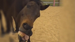 Funny horse makes hilarious facial expressions