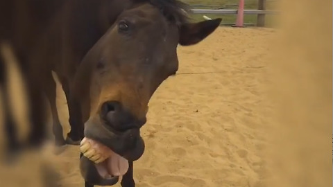 Funny horse makes hilarious facial expressions