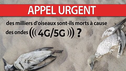 Des milliers d'oiseaux sont-ils morts à cause des ondes 4G/5G ?