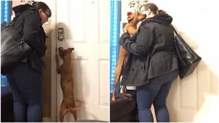 Dog tries everything to go out with owner