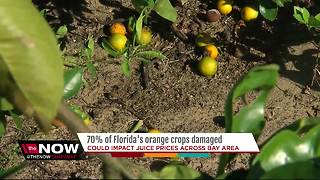 Hurricane Irma wiped out 70% of Florida's orange crop