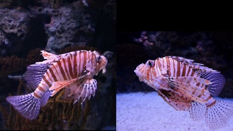 BEAUTIFUL CORAL FISHES