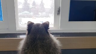 Pet raccoon loves to watch the snow falling outside