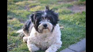 Our Malshi Pebbles wants a treat.