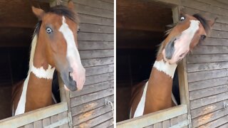 Horse makes hilarious face while scratching his head