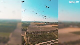 Drone voa através de bando de cegonhas