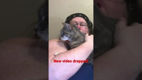 Pushy Pussy Cat…new video announcement
