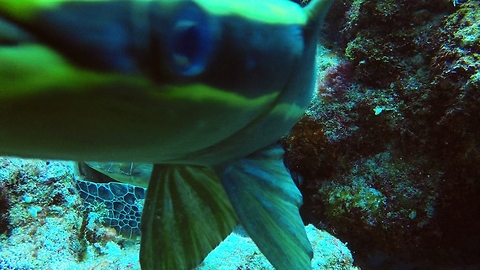 Diver Films Peculiar Fish Trying To Latch On His GoPro