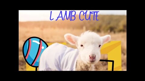 lamb video cute, #cute lamb#