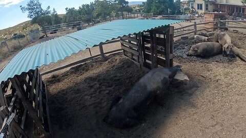 Easy Pig Shelter | Livestock Shelter on a Budget | DIY Pig Shelter | Low Cost Goat Shelter-FarmHack