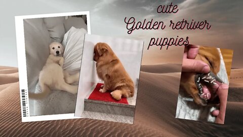 Smartest Dog in the world | Cute Golden Retriever Puppies | Golden Retriever 🥰😘