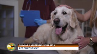PET TALK TUESDAY - THE IMPORTANCE OF SPAYING AND NEUTERING