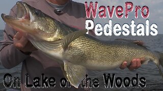 Lake of the Woods Walleye!