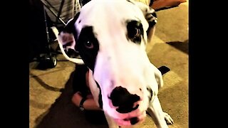 Great Dane finds the most hilarious place to sit his huge bum down