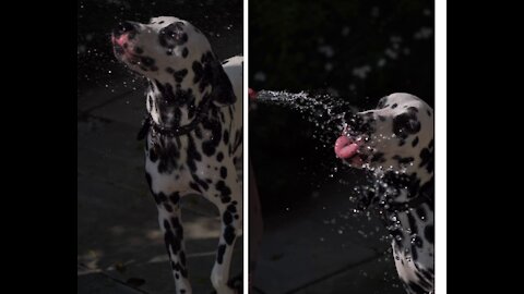 Pet Dog Drinking from Water Hose getting training for critical situation