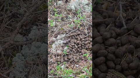 foraging for mushroom #forage #foraging #wildernessculture