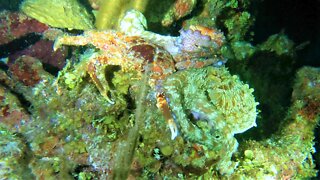 Octopus and gigantic crab battle for survival in the ocean