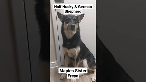 Shepsky : Husky & German Shepherd | My Dogs Sister