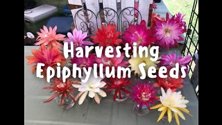 Harvesting Epiphyllum Seeds