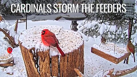Cardinals Storm the Feeders as Winter Storm Elliot Approaches