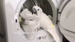 Adorable cockatoo helps with the laundry