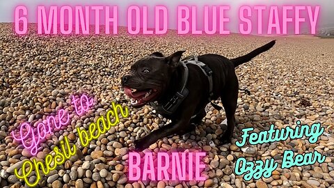 Blue Staffordshire Bull Terrier puppy Barnie goes wild on Chesil beach
