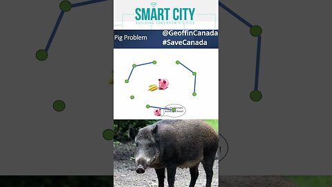 What is the Pig Problem? Smart Cities