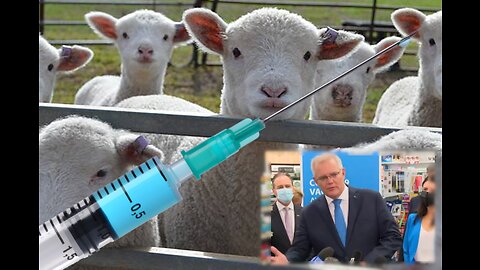 Vaccinating Australians is like Herding Sheep?