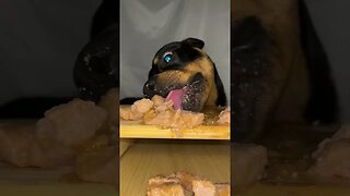 Rottweiler ASMR #shorts #short #viral #asmr #subscribe