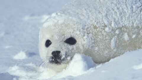 Poor baby Seal