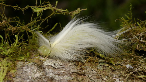 Caterpillar disguises as feather to escape hungry birds