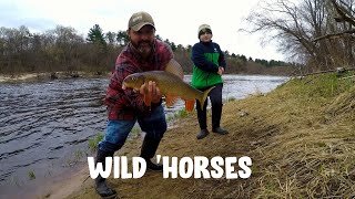 Wild 'horses