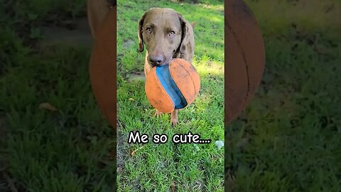 Cutest Chesapeake loves his ball #lifewithdogs #letsplay