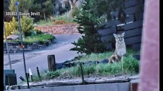 Mountain Lion seen in neighborhood