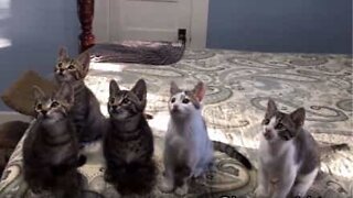 How to photograph a litter of kittens