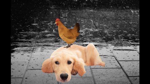 Chickens VS Dog Fight - Funny Dog Fight Videos