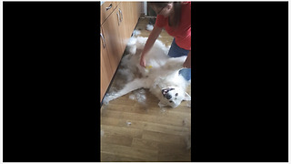 Dog getting brushed experiences true bliss
