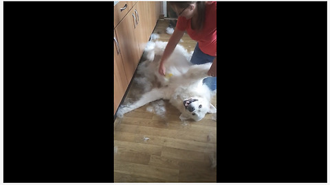 Dog getting brushed experiences true bliss